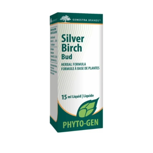 Silver Birch Bud
